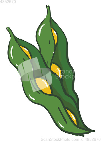 Image of Open green beans vector illsutration on white background