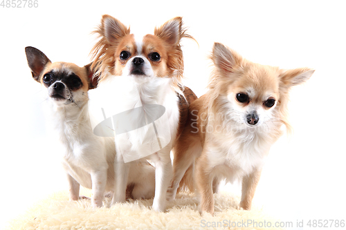 Image of three chihuahua is resting