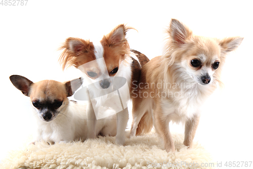 Image of three chihuahua is resting