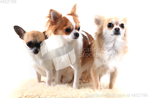 Image of three chihuahua is resting