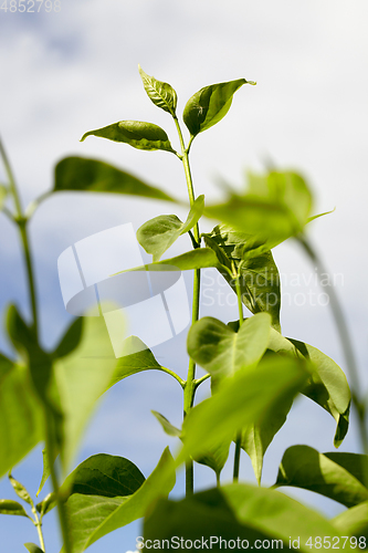 Image of lilac branch