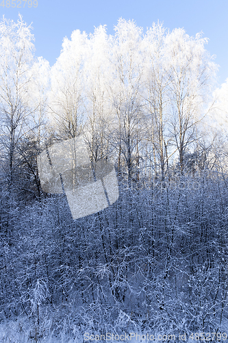 Image of Winter landscape