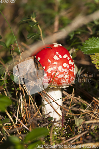 Image of red fly agaric in forest