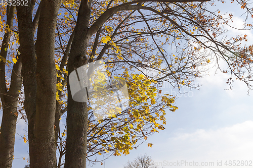 Image of yellow maple leaves on a tree