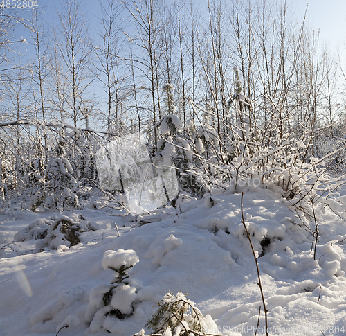 Image of snow-covered trees