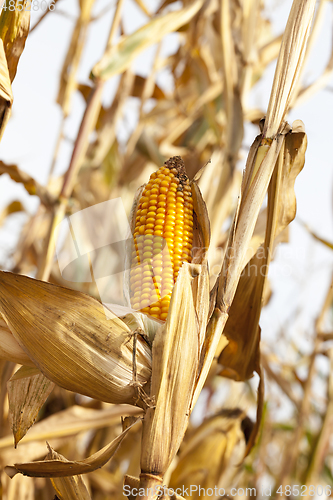 Image of Field corn, agriculture