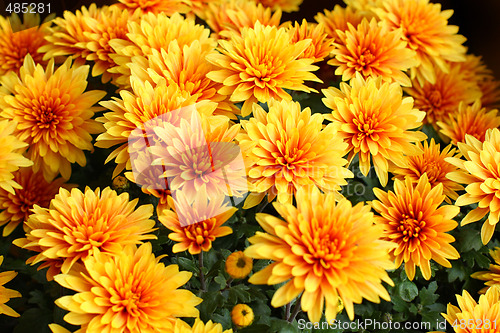 Image of Bright yellow chrysanthemum