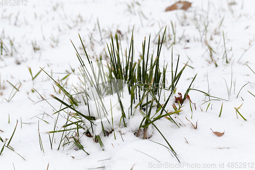 Image of After snowfall