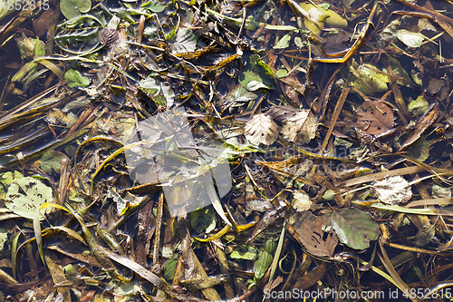 Image of autumn swamp, close-up