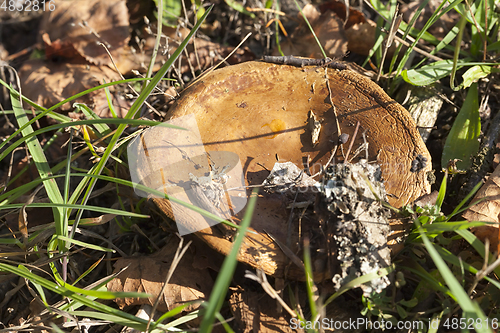 Image of Mushroom on forest