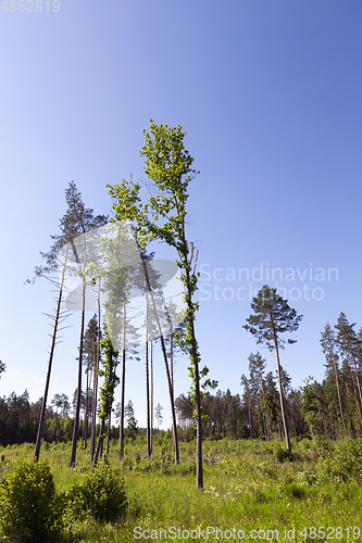 Image of pine forest