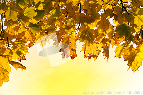 Image of group orange leaves