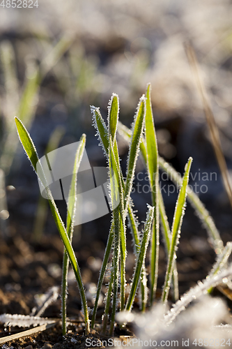 Image of transparent crystals of frost