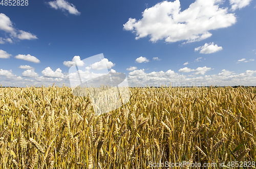 Image of Ripening wheat