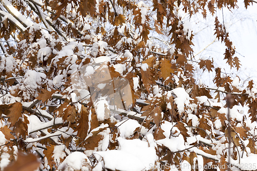 Image of trees in the snow