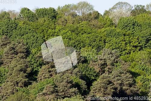 Image of the tops of trees