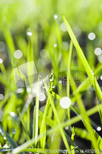 Image of Fresh green grass