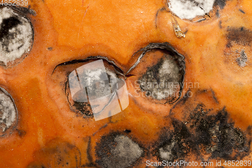 Image of mold on the pumpkin