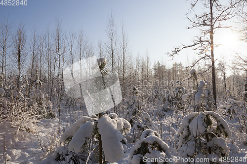 Image of in winter