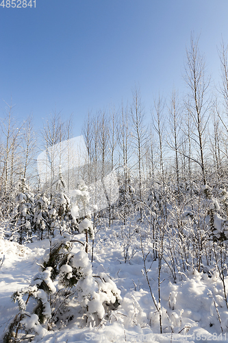 Image of Trees in winter