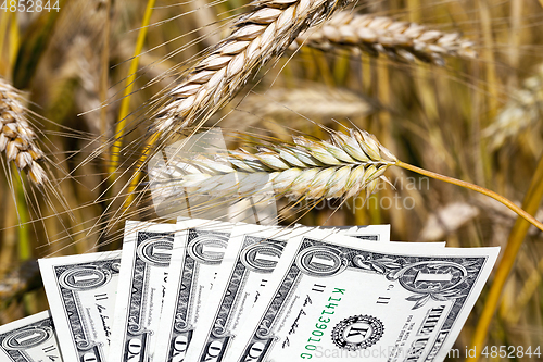 Image of Golden wheat