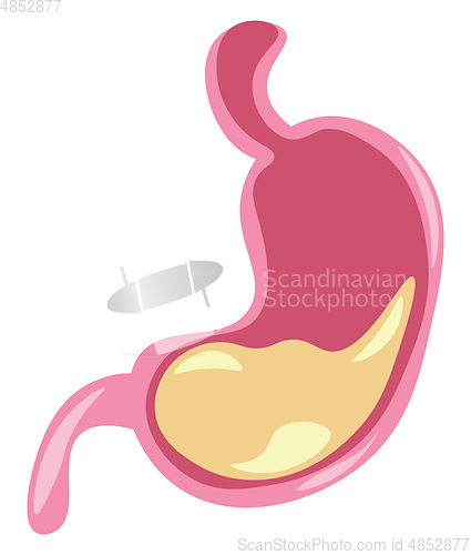 Image of Internal organ stomach vector or color illustration