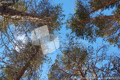 Image of Pine trees
