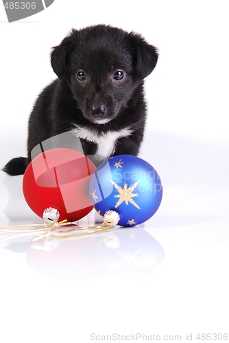 Image of  Puppy and two Christmas balls