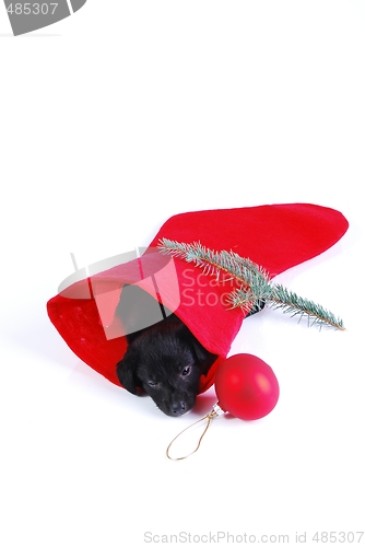 Image of  Puppy in a Christmas stocking