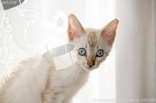 Image of Bengal Kitten