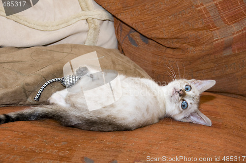 Image of Bengal Kitten