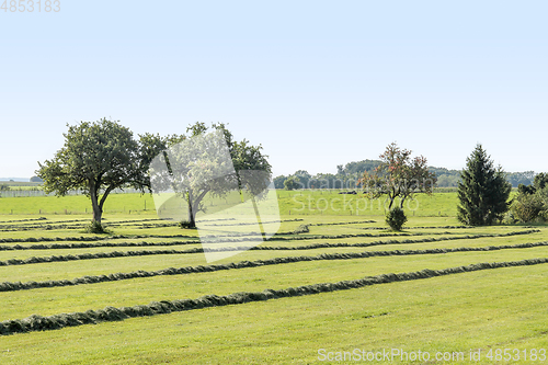 Image of meadow with fruit trees