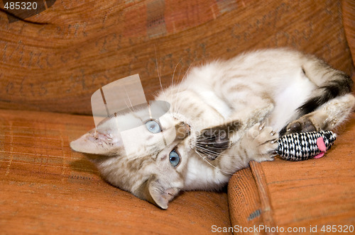 Image of Bengal Kitten