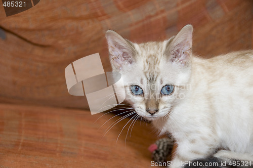 Image of Bengal Kitten