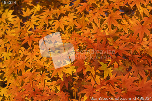Image of Maple leaves