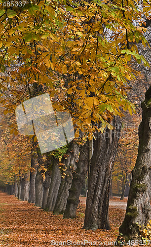 Image of Autumn park