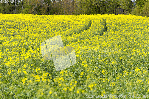 Image of field of rapeseed at spring time