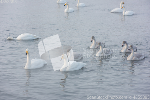 Image of Beautiful white whooping swans