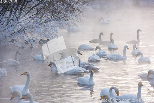 Image of Beautiful white whooping swans