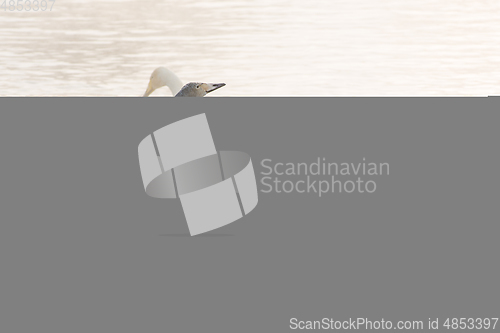 Image of Beautiful white whooping swans