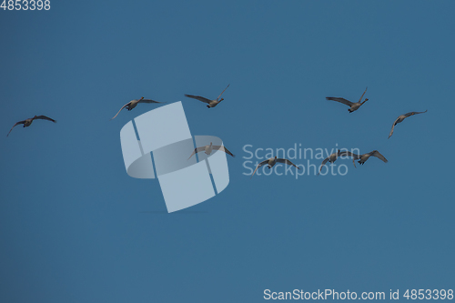 Image of Beautiful white whooping swans