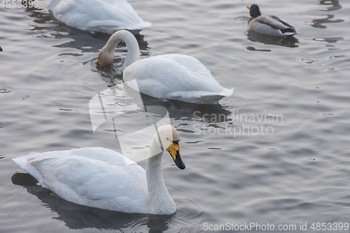 Image of Beautiful white whooping swans