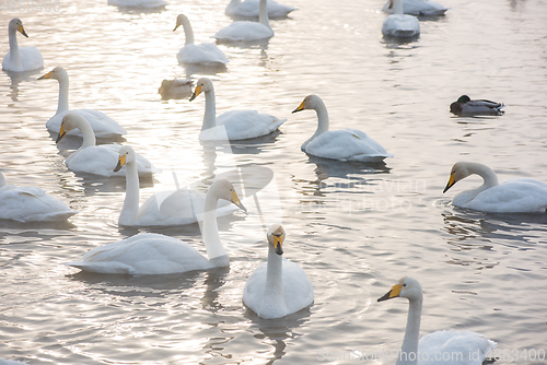 Image of Beautiful white whooping swans