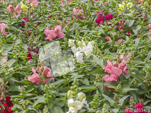 Image of snapdragon flowers closeup