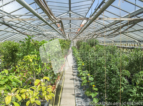 Image of sunny greenhouse scenery