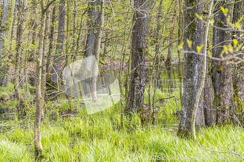 Image of forest with swamp