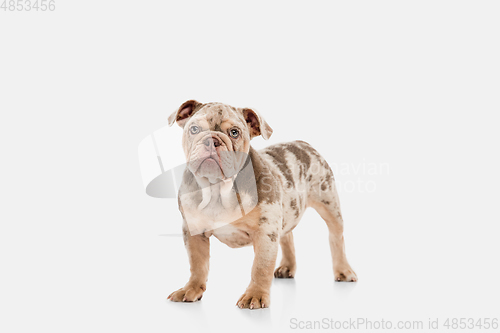 Image of Merle French Bulldog playing on white studio background