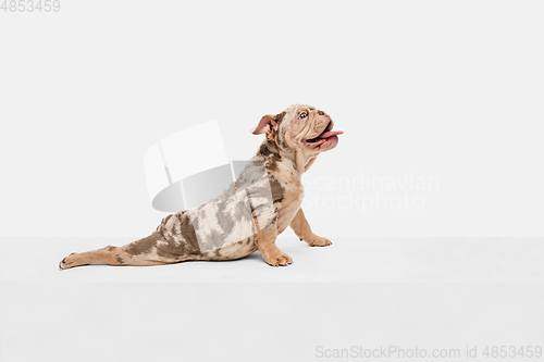 Image of Merle French Bulldog playing on white studio background