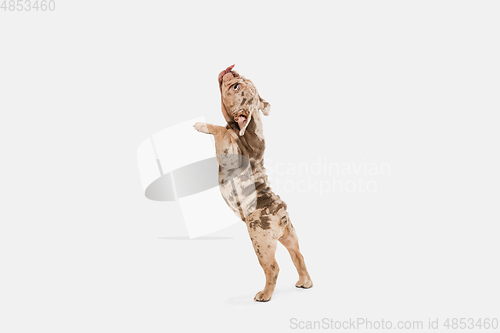 Image of Merle French Bulldog playing on white studio background