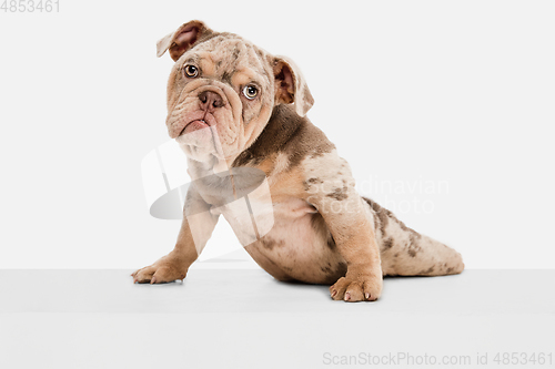 Image of Merle French Bulldog playing on white studio background